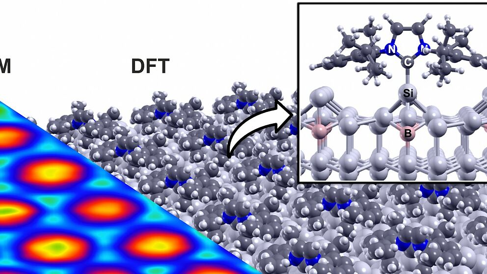 Photo (Paderborn University): Comparison of the theoretically calculated structure (DFT, right) of the ordered NHC single layer with the experimental scanning tunnelling microscopy image (STM, left). N: nitrogen, C: carbon, Si: silicon, B: boron atom